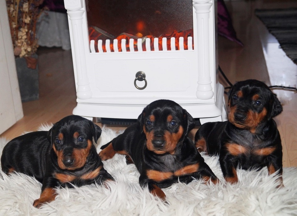 Pinscher * Xélanc Beauty B kull 4 veckor